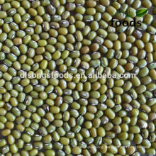 Green Mung Bean Export